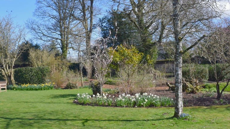 A scenic view of the South Lawn at Avebury Manor Garden,  with a well-maintained lawn, blooming flower beds with white and yellow daffodils, and trees. A wooden bench sits on the grass to the left, with a stone wall and hedges in the background under a clear blue sky.